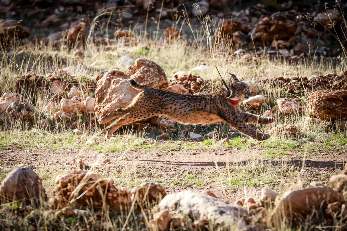 La Junta pone en libertad a dos machos y tres hembras para repoblar la Sierra de Arana