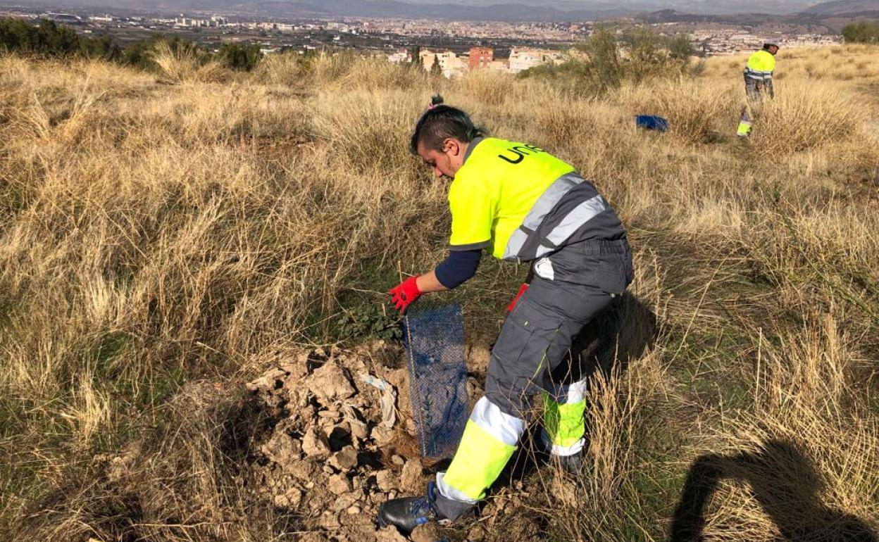 Reforestación en la zona de Las Canteras de La Zubia