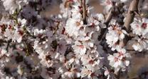 Los almendros en flor más bellos de Granada