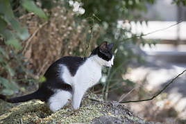 La asociación, dedicada a la protección de gatos y perros, ha ejercido la acusación particular.