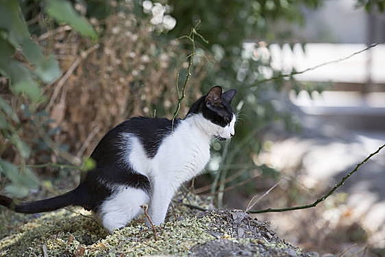 La asociación, dedicada a la protección de gatos y perros, ha ejercido la acusación particular.