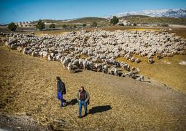 El rebaño de mil ovejas de los Vizcaíno puede volver a salir a pastar, después de 72 días de confinamiento por motivos de seguridad.
