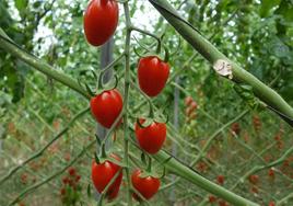 Llegan las variedades de tomate resistentes al rugoso de Semillas Fitó