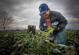 Un trabajador recoge los bimis para Frutas Alhambra en una finca de Vegas del Genil.
