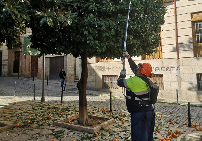 Retirada de naranjas en la plaza de San Bartolomé.