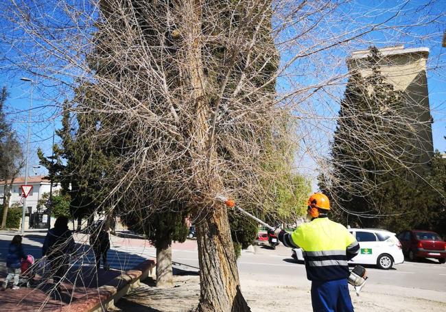 Tratamiento de un árbol en Virgen de las Nieves.