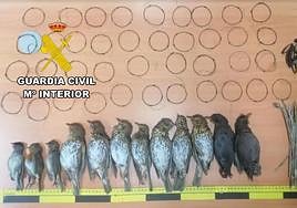Animales cazados y los lazos-percha localizados por los agentes.