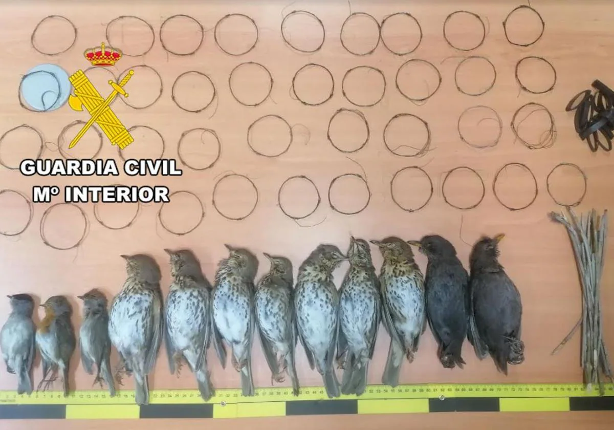 Investigado por casi cien caza ilegal pájaros en Torreperogil | Ideal