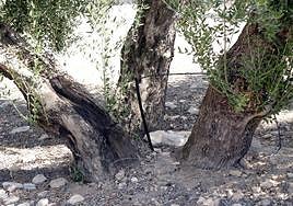 Riego por goteo en un olivo en una imagen de archivo.