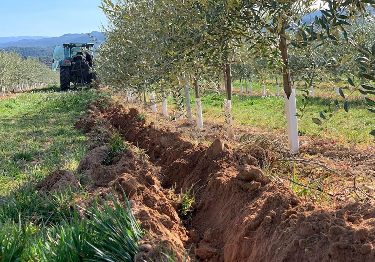 ¿cómo sacar el máximo partido al riego en las explotaciones agrícolas? | ideal