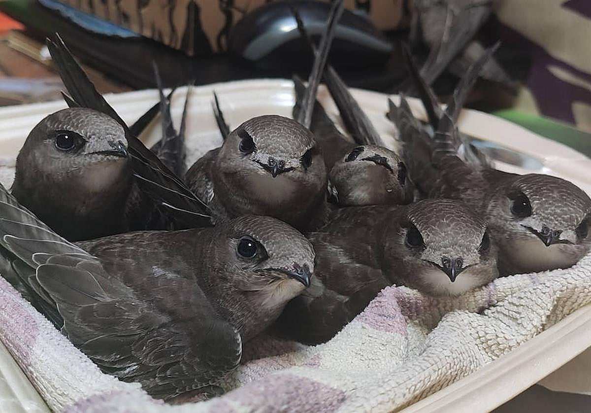 Vencejos rescatados en Almería.