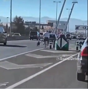 Pasea a su perro en bicicleta varios kilómetros por la circunvalación de Granada