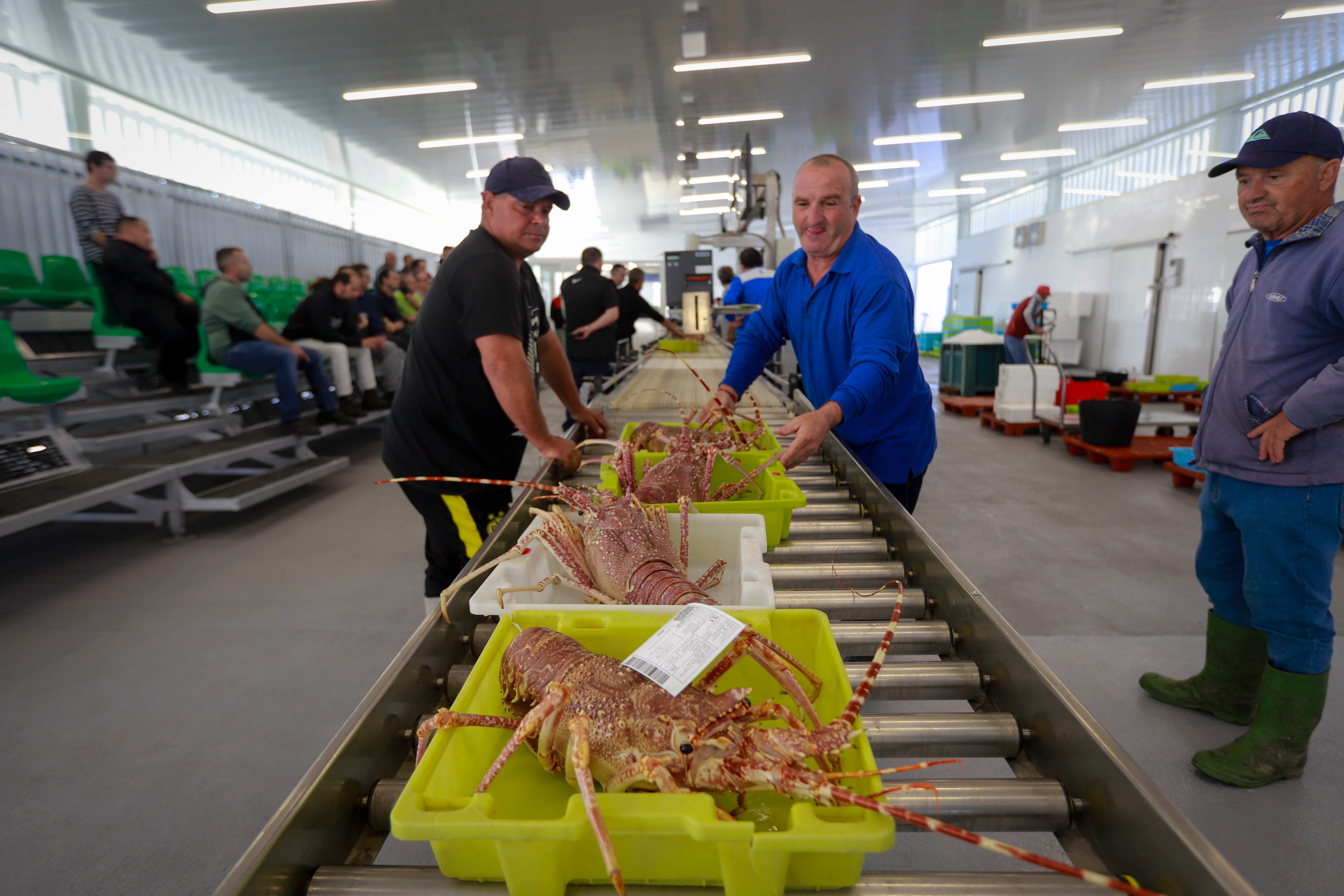 La nueva lonja de Motril desde dentro