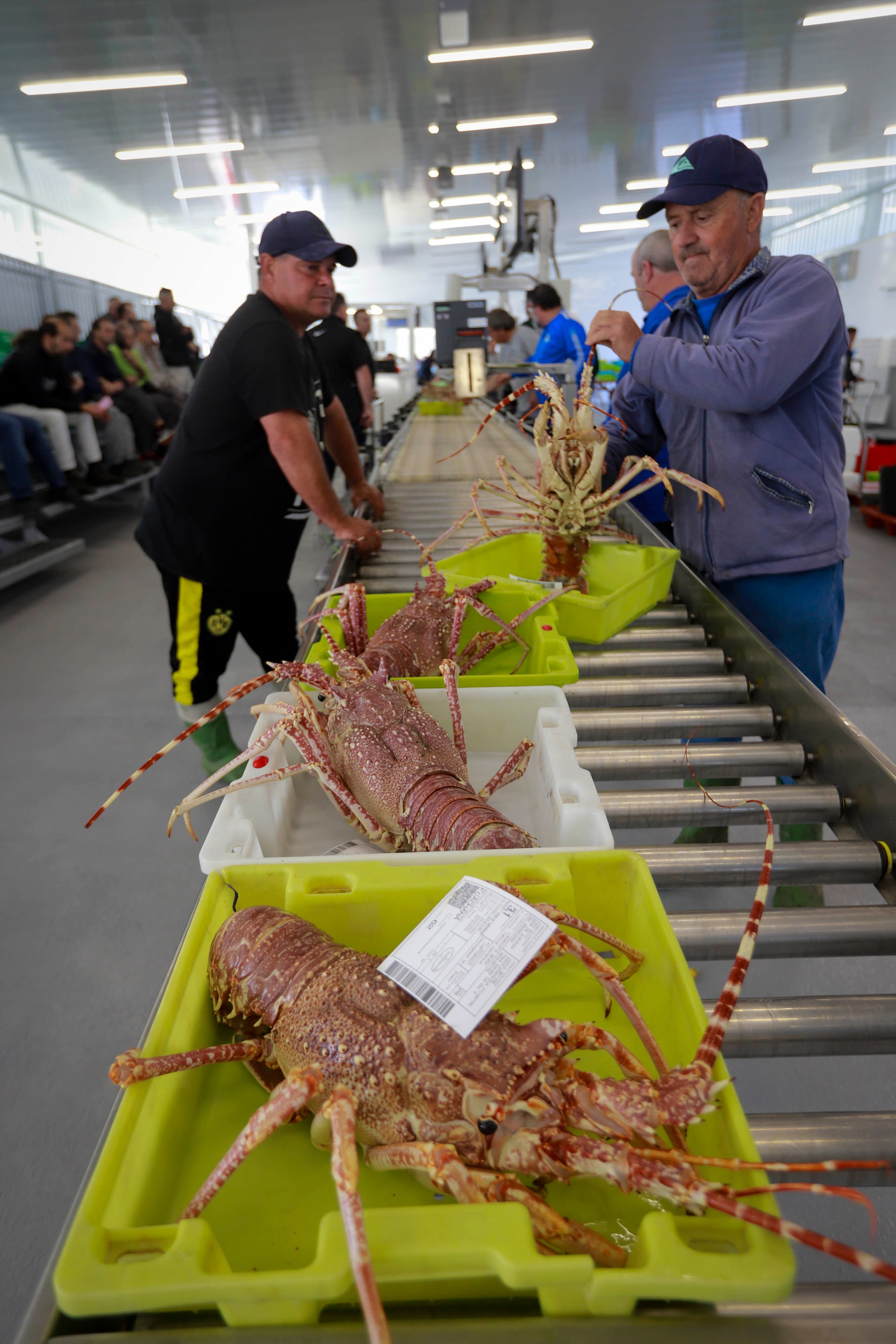 La nueva lonja de Motril desde dentro
