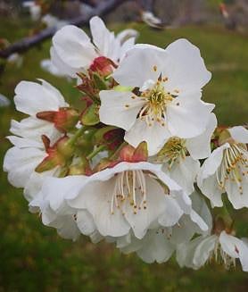Imagen secundaria 2 - El paraíso andaluz de los almendros y cerezos en flor