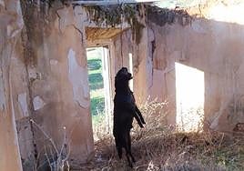 Imagen del animal que denunciaron desde Galgos del Sur.
