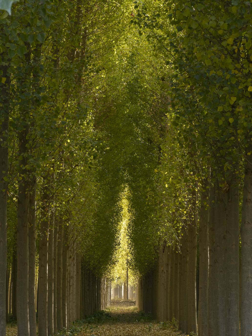 Imagen secundaria 2 - fFotos 'El descubrir', de Josefa Morente; 'Álamos en movimiento', de Luis Ordóñez ; y 'Caricia de otoño', de Amalia Jiménez. 