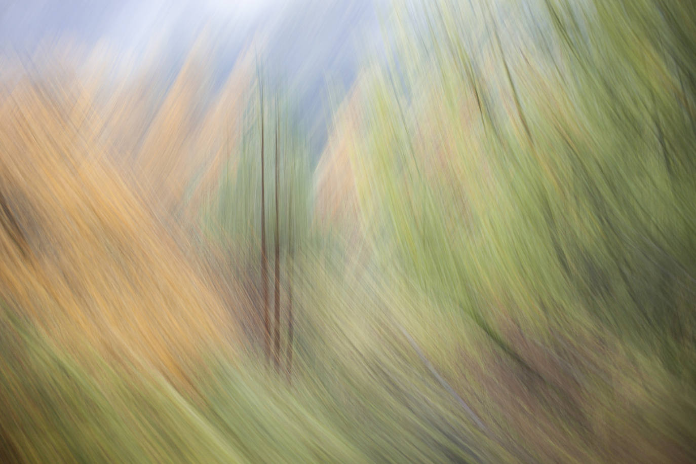 Imagen secundaria 1 - fFotos 'El descubrir', de Josefa Morente; 'Álamos en movimiento', de Luis Ordóñez ; y 'Caricia de otoño', de Amalia Jiménez. 