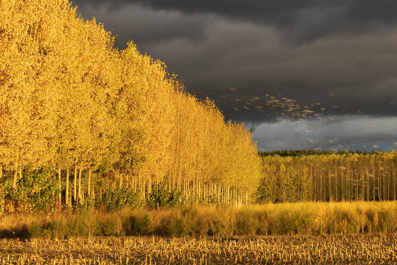 Imagen principal - fFotos 'El descubrir', de Josefa Morente; 'Álamos en movimiento', de Luis Ordóñez ; y 'Caricia de otoño', de Amalia Jiménez. 