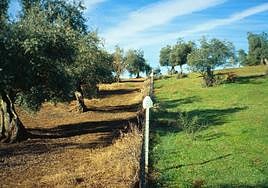 La apuesta por dejar la cubierta vegetal en el suelo es un rasgo característico de los olivares ecológicos.
