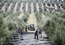 Recogida de la aceituna en Baeza, en una fotografía de archivo.