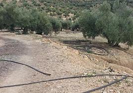 Gomas y conducciones en un olivar jienense de regadío.