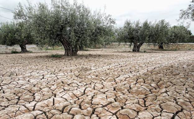Terreno agrietado en un olivar por la falta de lluvias en una imagen de archivo.