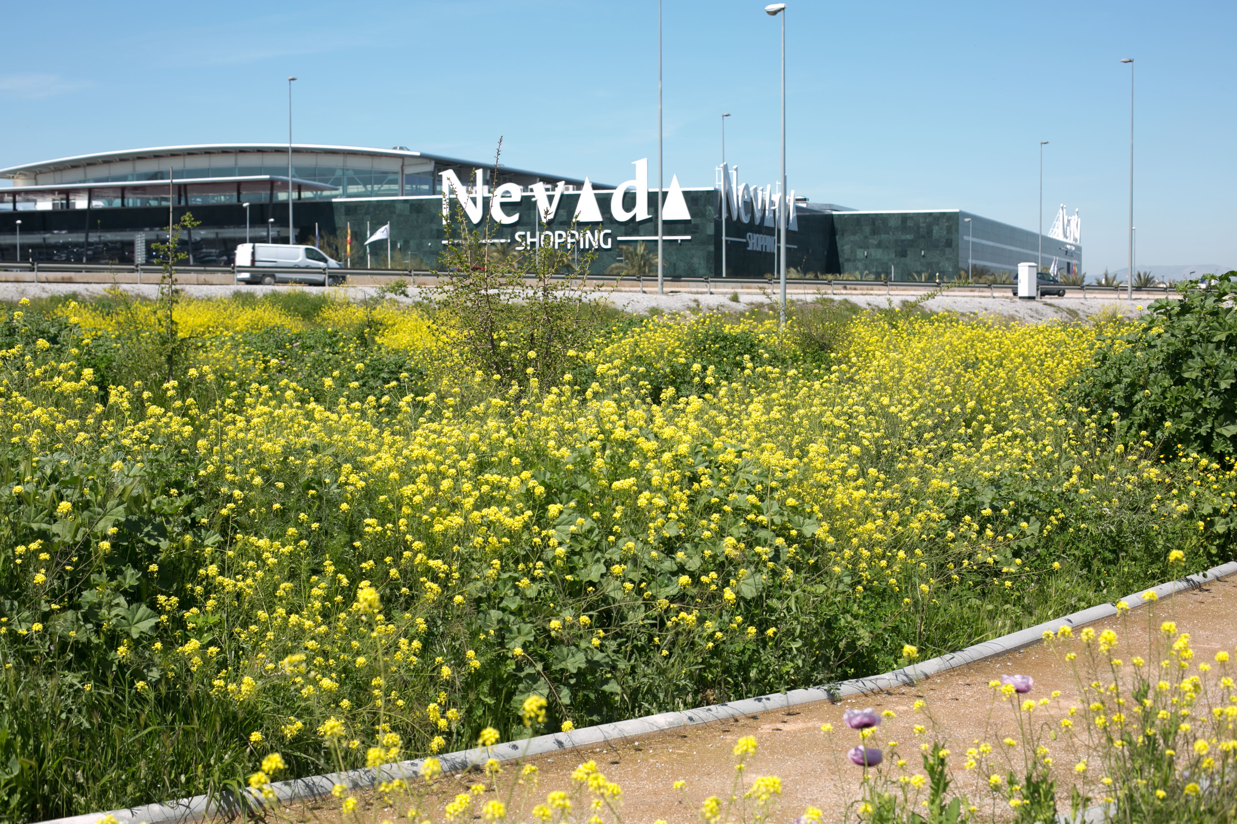 Imagen secundaria 1 - Granada se vuelve amarilla en primavera.
