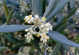 Flor del olivo, en plena floración esta misma semana.