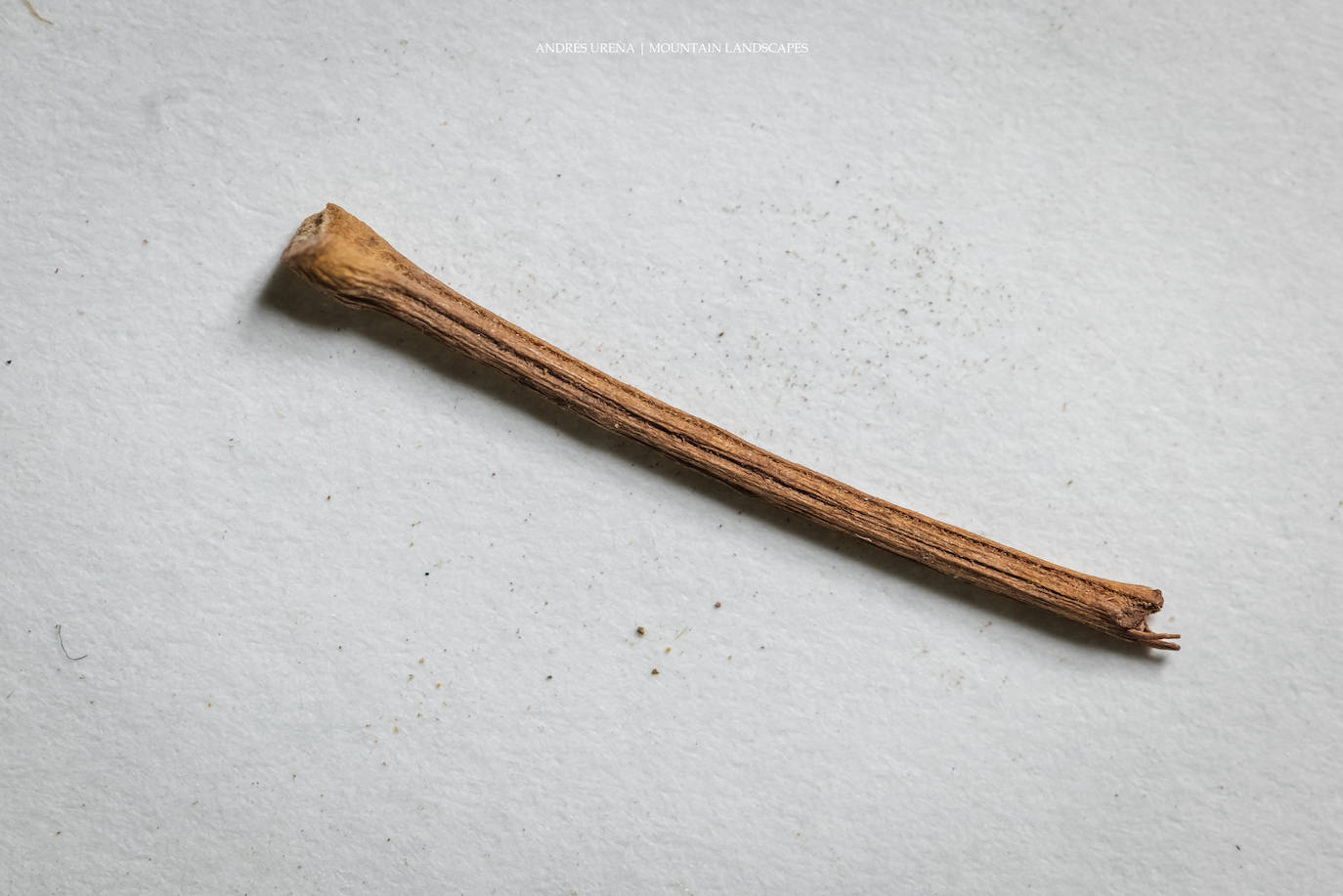 Imagen secundaria 1 - Restos vegetales hallados en los Baños. 