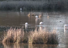 Bruselas advierte de que la ley de regadíos en Doñana violaría la norma comunitaria si se aprueba «en los términos anunciados»