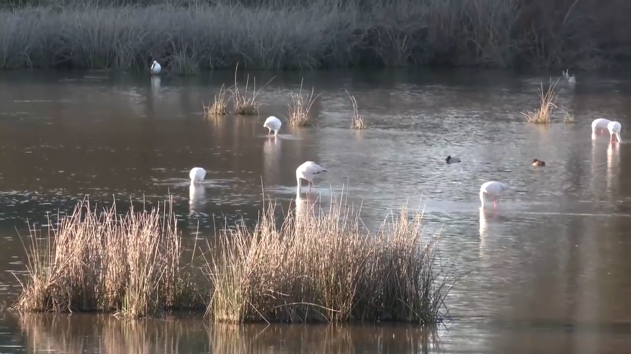 Bruselas advierte de que la ley de regadíos en Doñana violaría la norma comunitaria si se aprueba «en los términos anunciados»