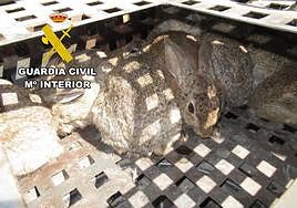 Conejos rescatados por los agentes.