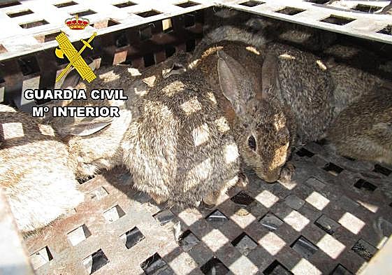 Conejos rescatados por los agentes.