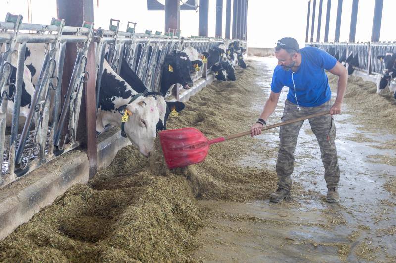 Un empleado de la granja de Los Pastoreros alimenta a las vacas.
