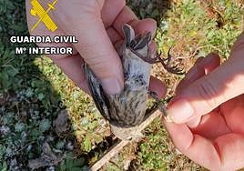 Una de las aves cazadas.