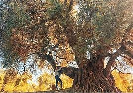 El Acebuche de las Hoyas.