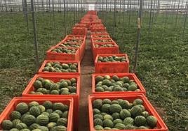 COAG Almería denuncia una caída histórica del precio de la sandía, por debajo de costes