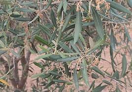Olivar con parte de la flor quemada por el calor y la falta de agua.