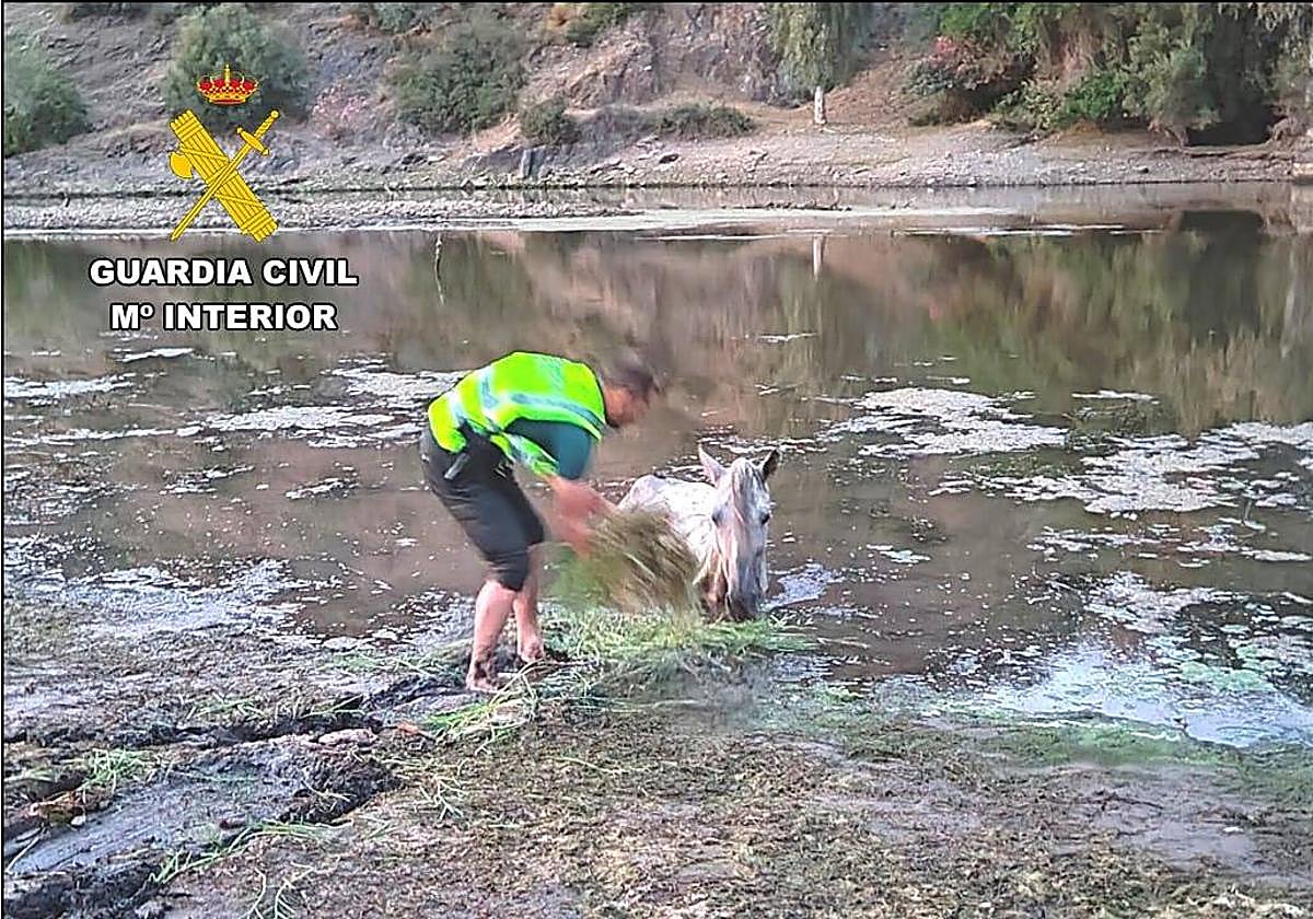 Un agente junto al caballo en un momento del rescate.