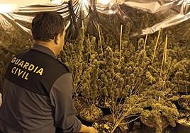Descubren una plantación de marihuana al dejarse el dueño la puerta abierta cuando huía