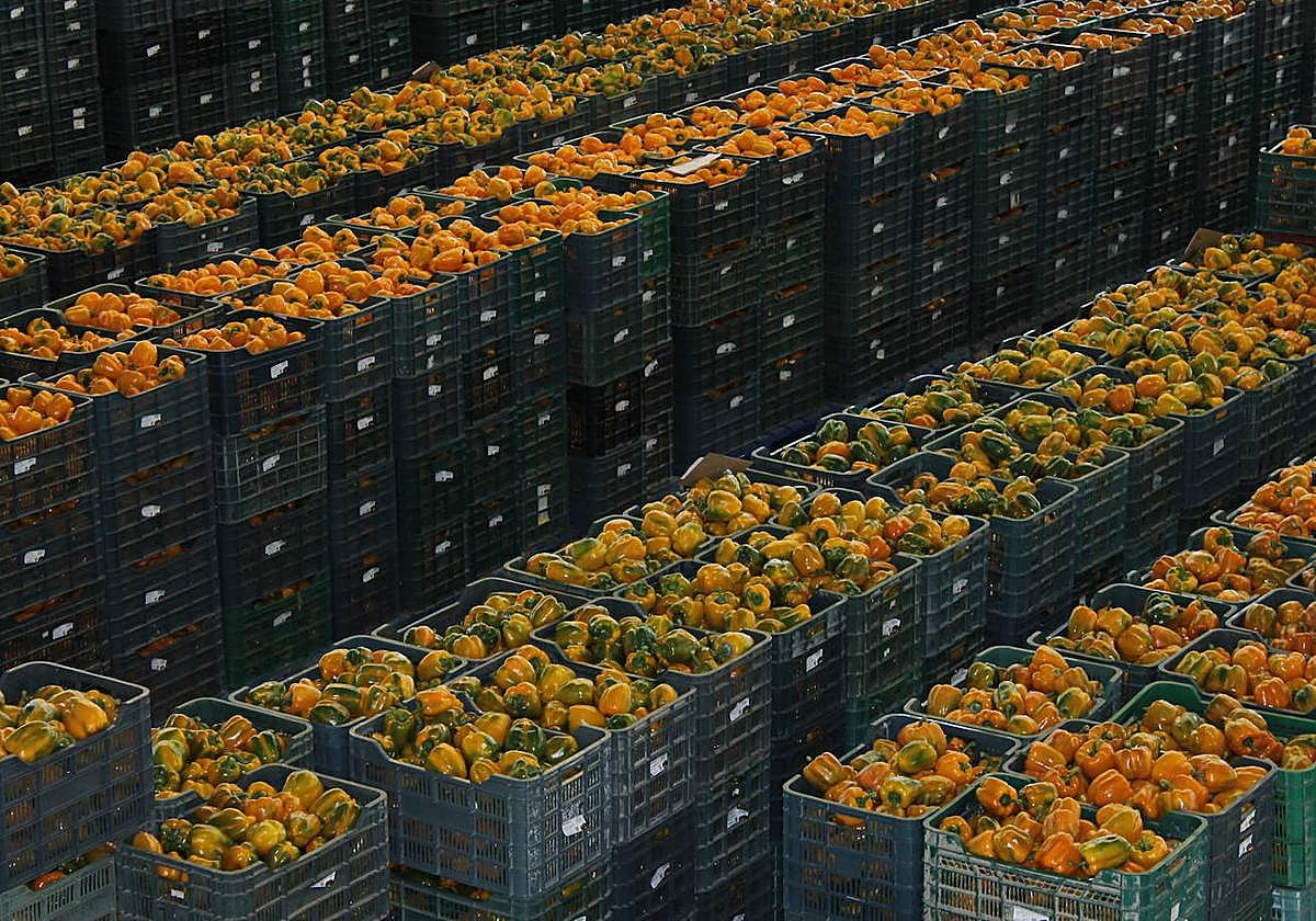 Las exportaciones agroalimentarias suben un 5,2% en el primer trimestre