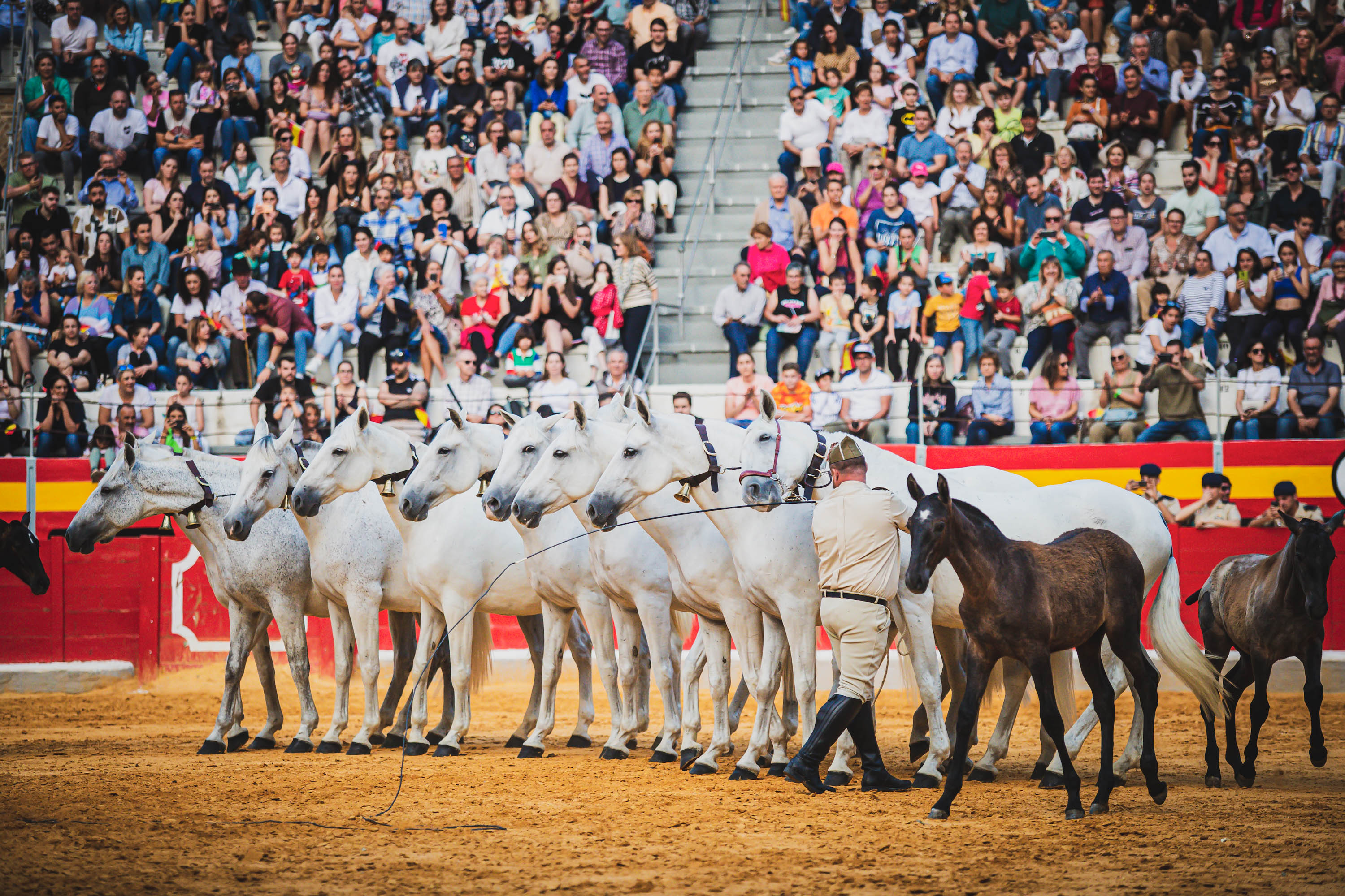 La exhibición militar en la plaza de toros, en imágenes