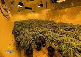 Detienen a dos personas e investiga a otra por cultivo de marihuana y defraudación de fluido eléctrico en Abla