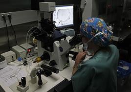 Proceso de fecundación in vitro.