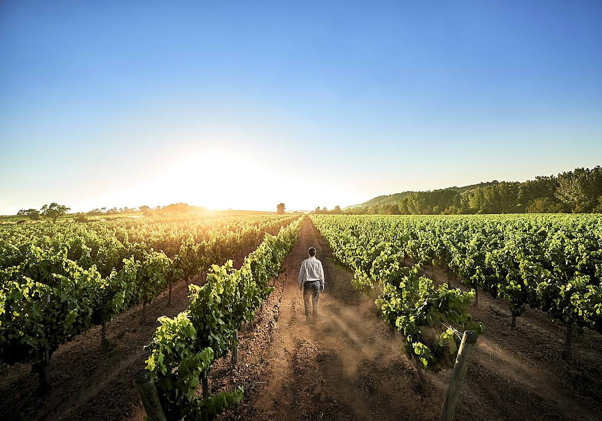 IQV lanza su nuevo producto Valtosan para mercado nacional