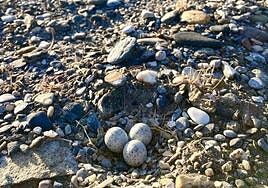 Cortan una zona de Playa de Poniente por la presencia de nidos de un ave protegida