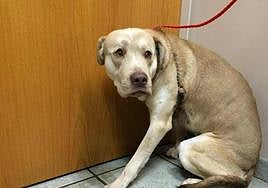 Recomendaciones para los petardos en Almería.