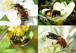 Ejemplos de abejas mineras, protagonistas del estudio de CSIC.