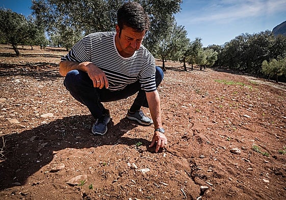 El presidente de la cooperativa de aceite San Rogelio de Íllora observa una de las fincas afectadas por la sequía.